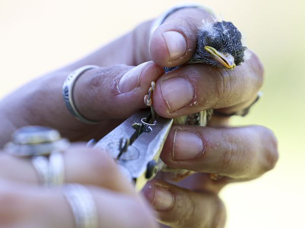A nestling songbird is banded.