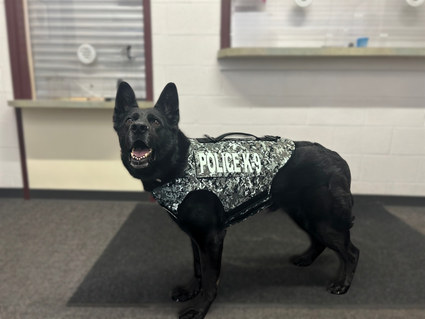 UM k9 Amira received a bullet and stab protective vest