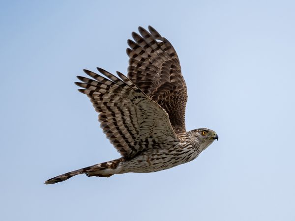 A Cooper's hawk flies in the sky.