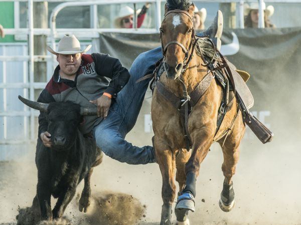 UM student steer wrestling at rodeo.