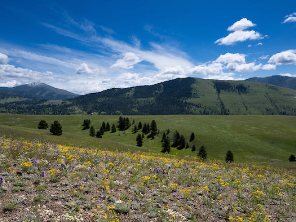 scenic landscape with wildflowers in the foreground and mountains in the background