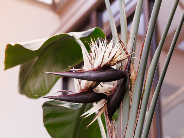 the bird of paradise plant in full bloom