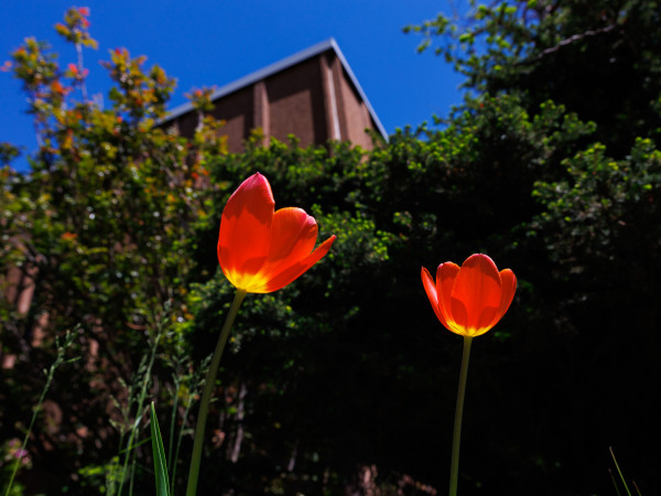 tulip is bloom