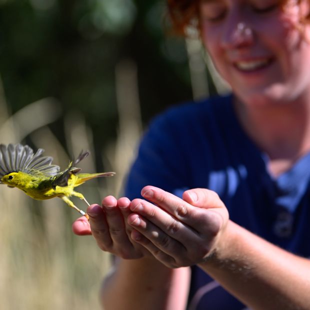 A Wilson's Warbler flies out of someone's hand with an aluminum leg band on