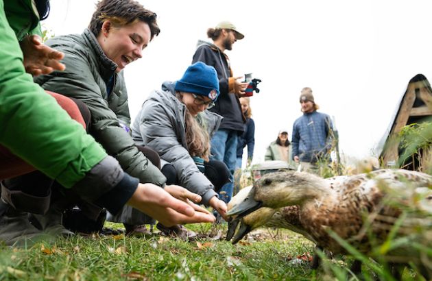 Dining Ducks