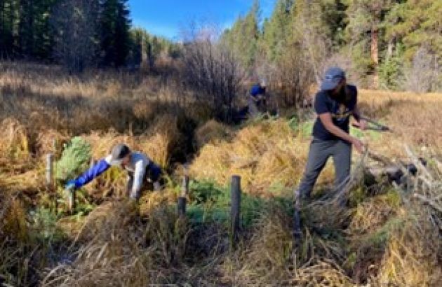 Students on a field trip for NRSM 265 building beaver mimicry structures on Teepee Creek, MT 