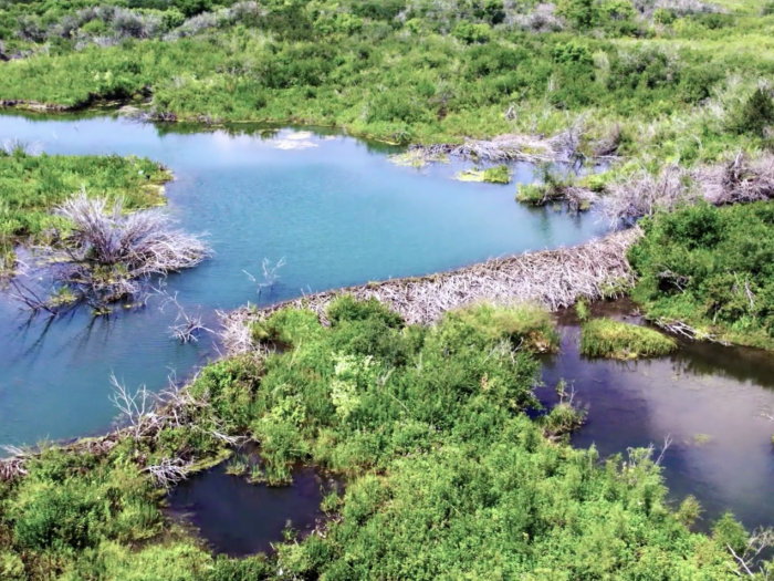 Aerial view of beaver dam at Fort Belknap Indian Community