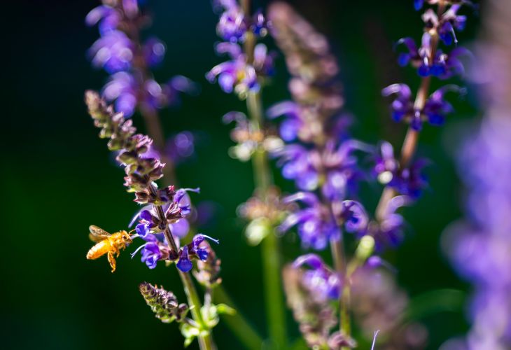 Bee flying toward purple flowers