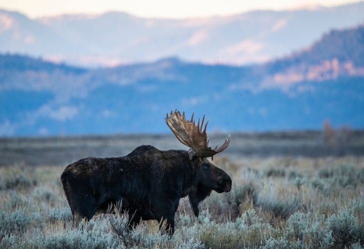 Moose standing in field