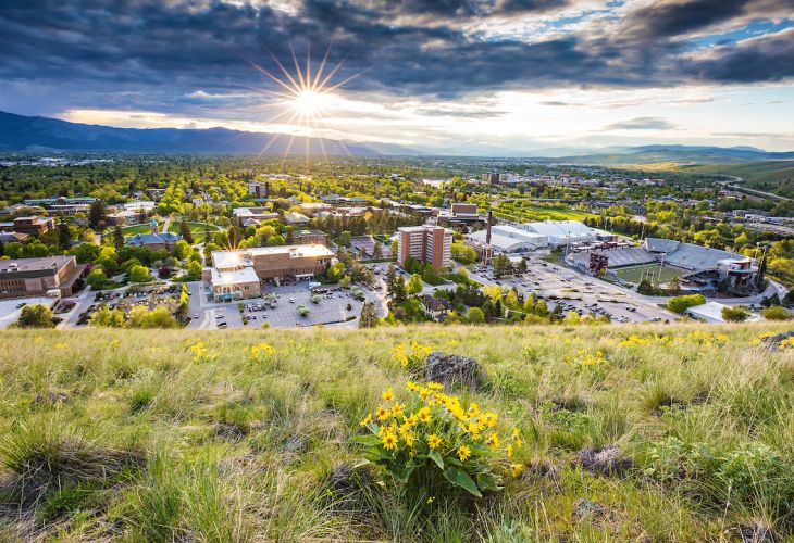 Wildflowers on mount sentinel with UM campus in the background