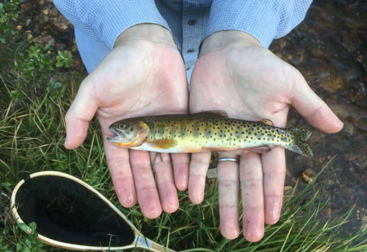 Cutthroat Trout