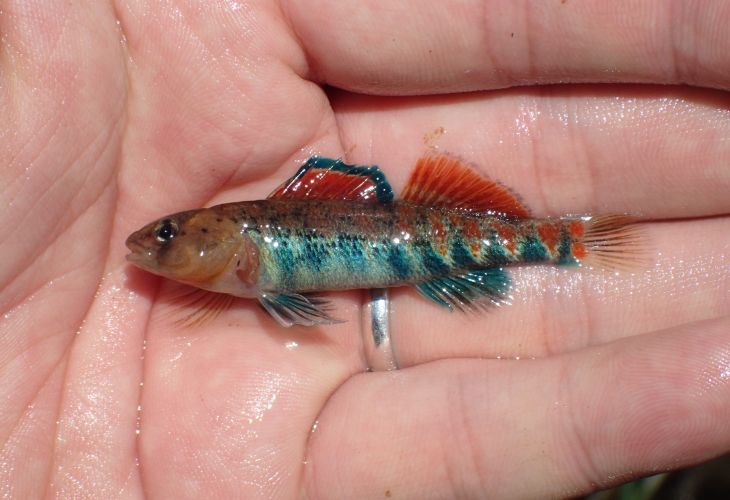 Orangethroat darter
