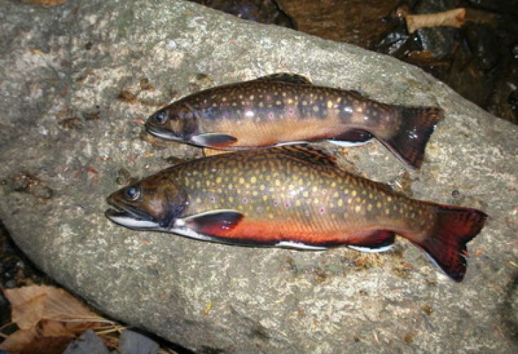 Brook trout