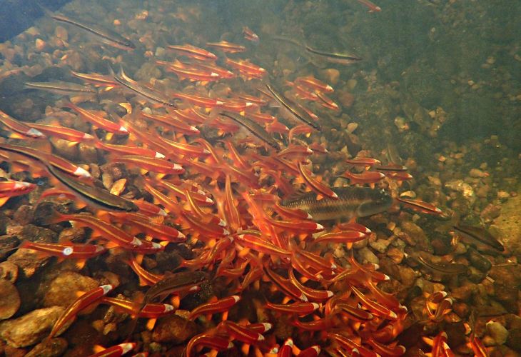 Non-game fishes