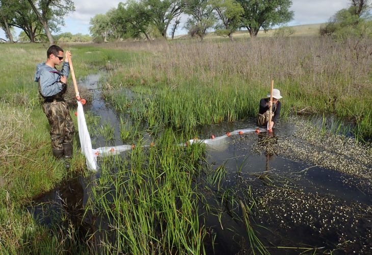 Seining for prairie fishes