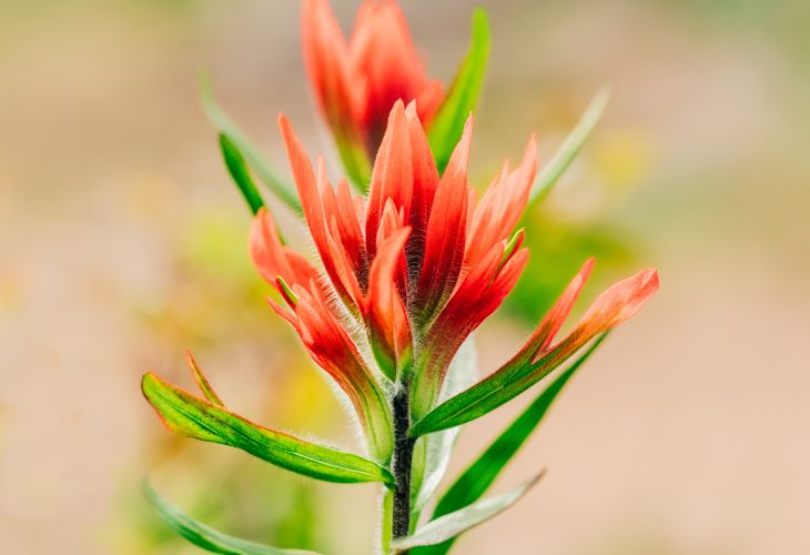 Indian paintbrush wildflower