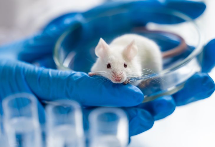 Lab mouse 