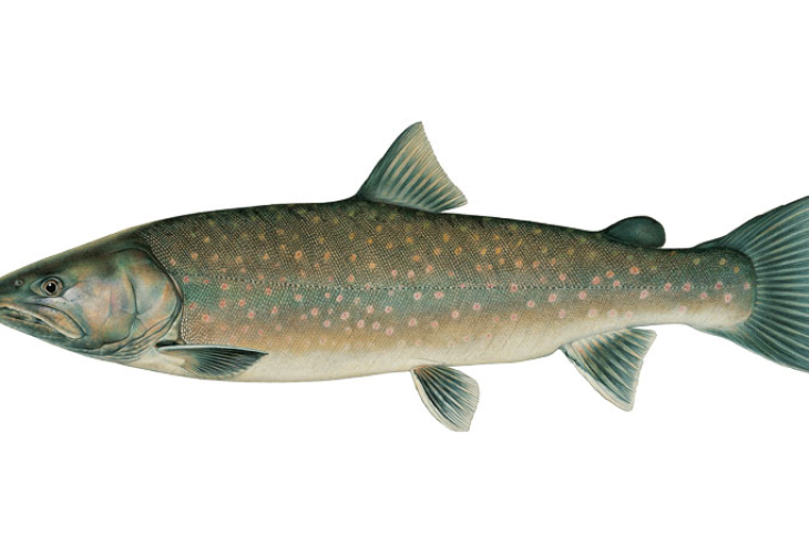 bull trout illustration