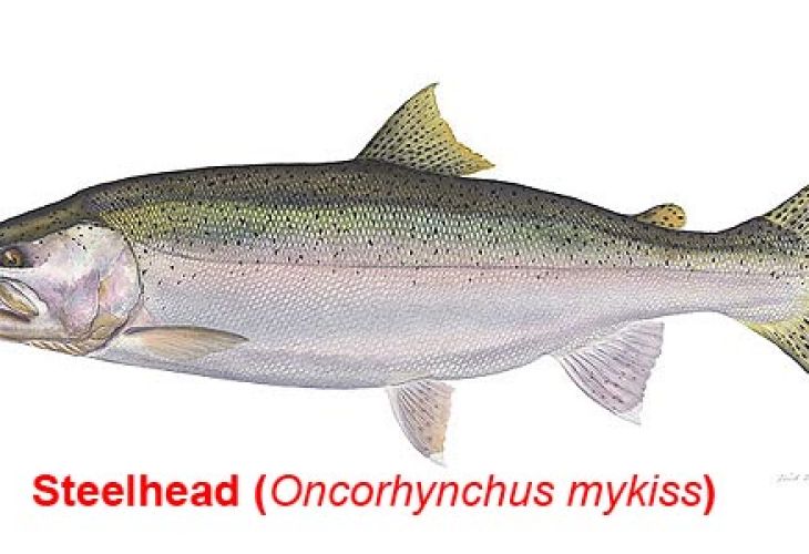 steelhead trout illustration