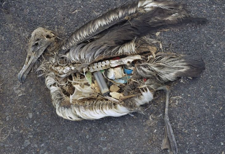 The stomach contents of a dead albatross chick 