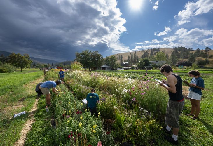 UM students harvesting crops at the PEAS farm