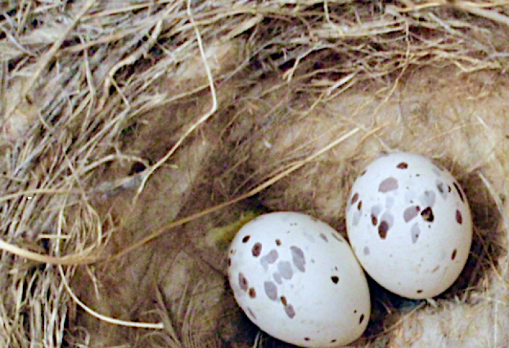 Two speckled bird eggs resting in a nest lined with dried grass and soft feathers.