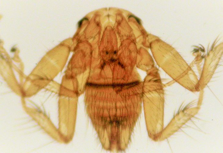Magnified close-up of a parasite showing its segmented body and legs on a white background.