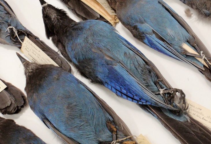 Museum bird specimens laid out on a table, showing blue feathers and identifying tags.