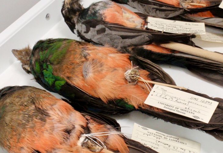 row of tagged bird specimens