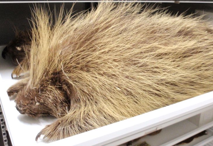 Taxidermy porcupine specimen lying on a tray in a storage drawer.