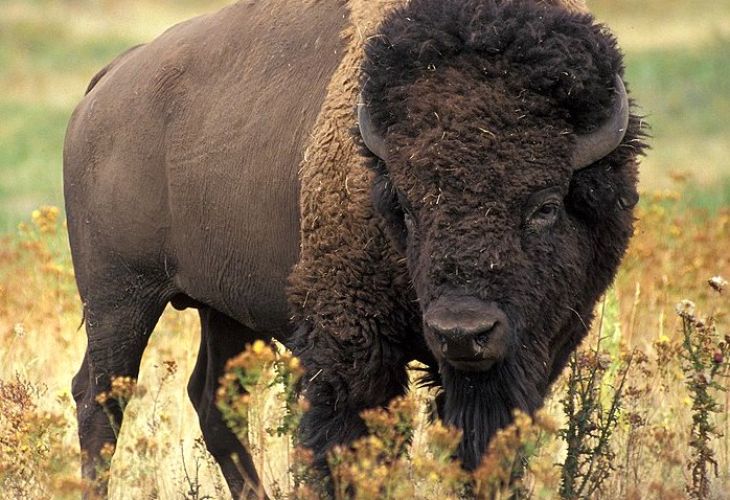 american bison standing on grassy plain
