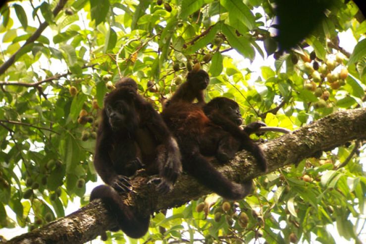 Howler monkeys, Costa Rica