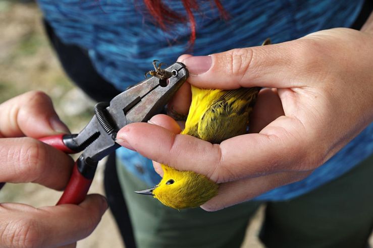 A skilled bander safely places a unique band on a Yellow Warbler