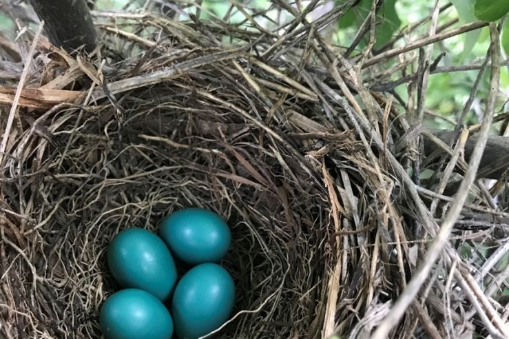 Four Gray Catbird eggs in a nest