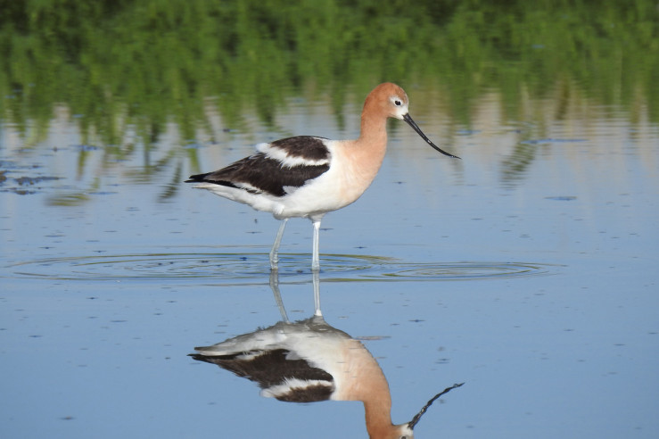 An American Avocet forages through the water