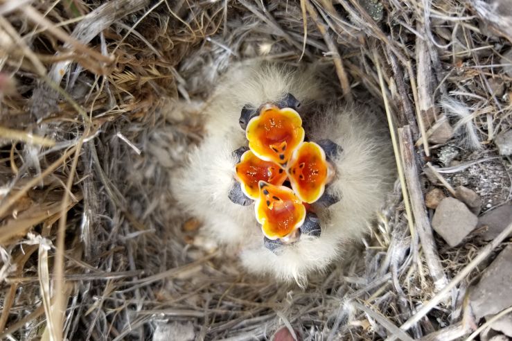 Four Horned Lark nestlings beg for food