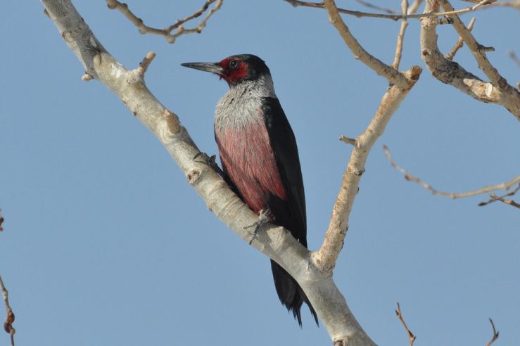 A Lewis's Woodpecker perches on a cottonwood snag