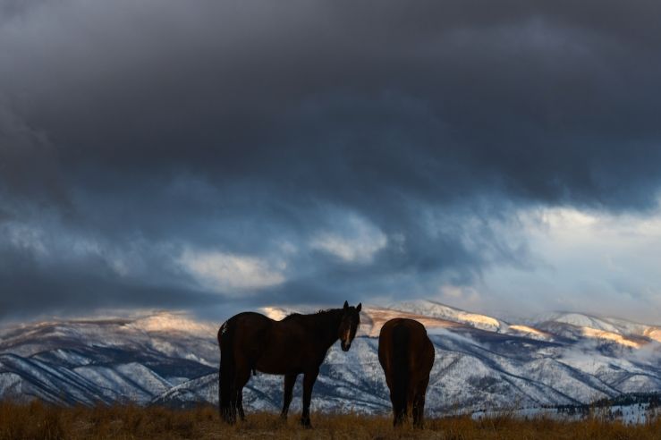 Horses in field during winter