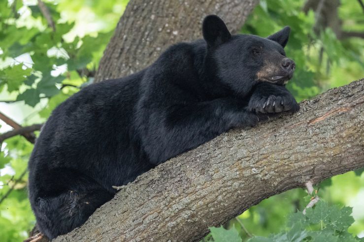 Black bear resting in tree