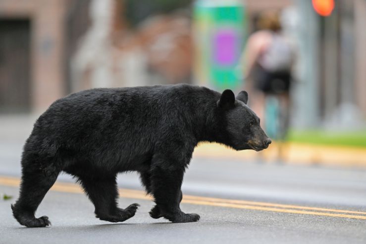 Bear walking on road in Missoula