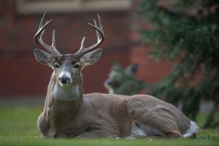 Buck resting on UM campus