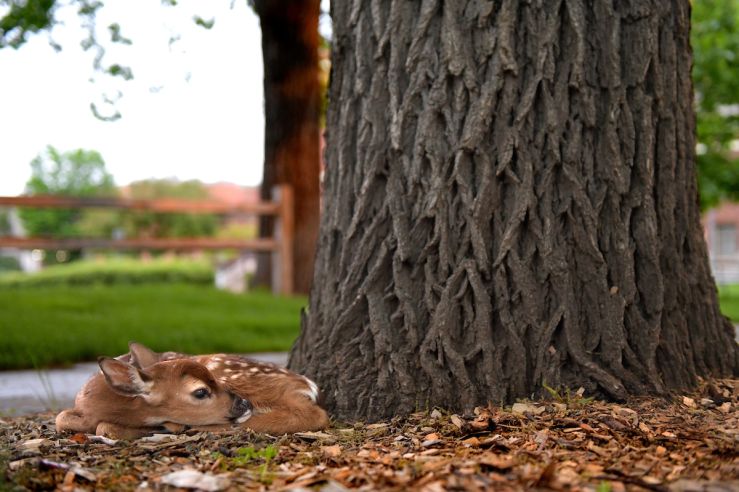 Fawn on UM campus