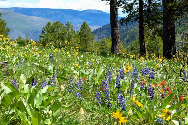 MT wildflowers