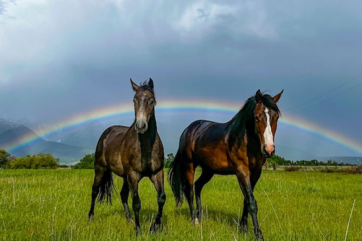 Two horses under rainbow