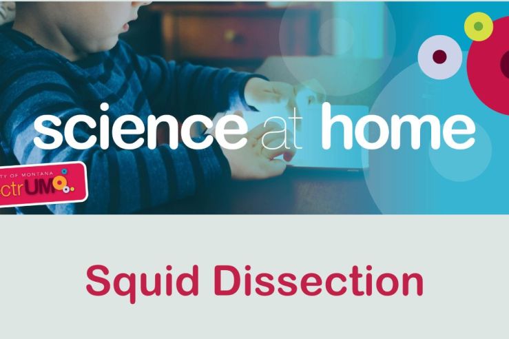 Squid Dissection