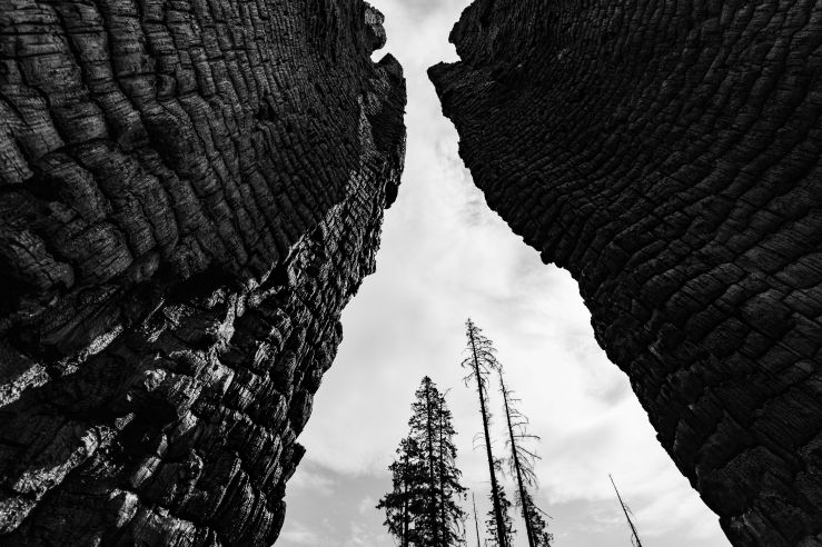 black and white photo looking upward between two burned and scaled trees with more lightly burned pines in the background