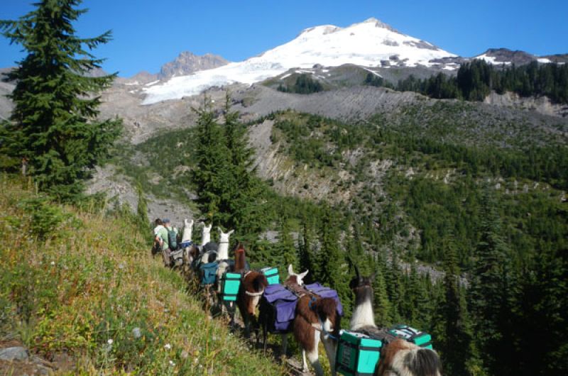 Llama train, Mt. Baker, WA
