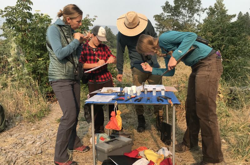 Three biologists take blood samples from small songbirds at a table in front of a river.