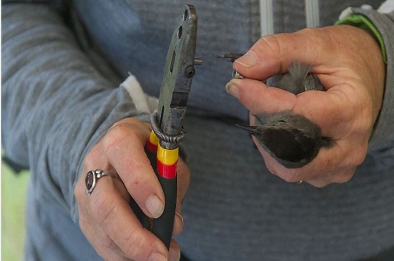An UMBEL biologist opens an aluminum, federally issued bird band using specialized pliers to band a Gray Catbird.