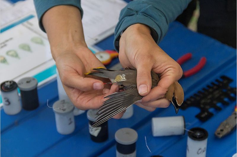 A biologist examines the red, waxy ornaments protruding from the flight feathers of a Cedar Waxwing.